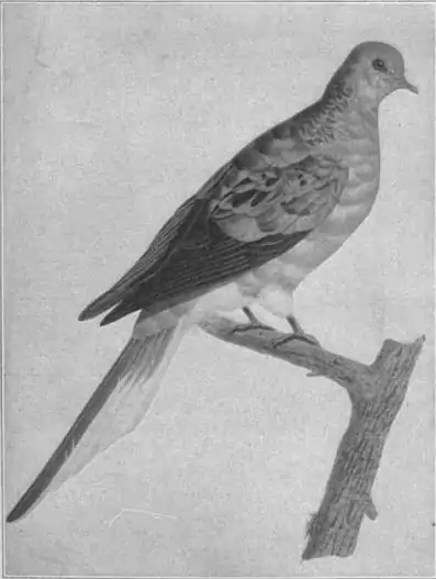 Britannica Dove 3.jpg