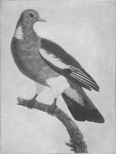 Britannica Dove 4.jpg