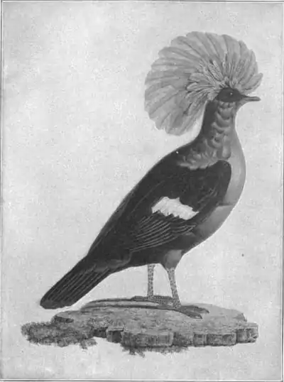 Britannica Dove 5.jpg
