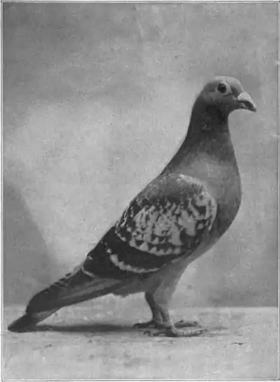 Britannica Dove 8.jpg