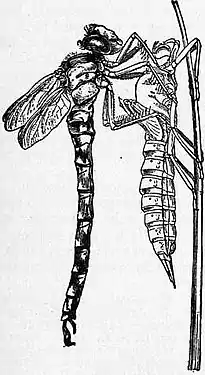 Britannica Dragon-fly 3.jpg
