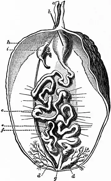 Britannica Echiuroidea 2.jpg