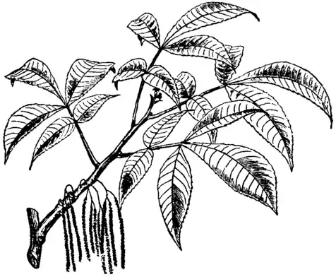 Britannica Hickory Carya alba.png