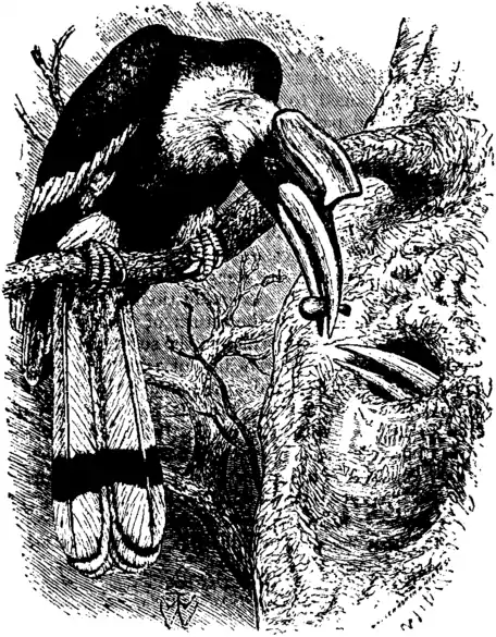 Britannica Hornbill Buceros bicornis.png