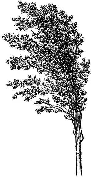 Britannica Sorghum.png