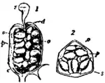 Britannica Violet Pistil.png