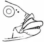 Britannica Wrasse.jpg