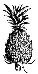Bromeliaceae 1.png