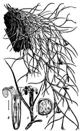 Bromeliaceae 2.png