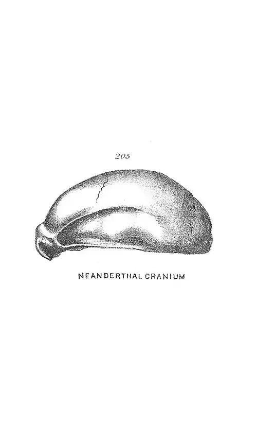 Chapman, Evolution of Life Fig 205.jpg