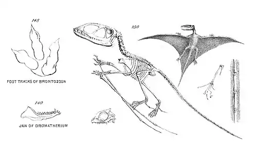 Chapman, Evolution of Life Figs 148-150.jpg