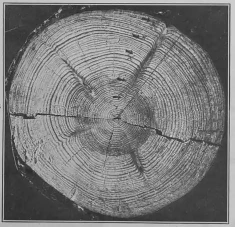 Climatic Cycles and Tree-Growth Plate 3B.jpg
