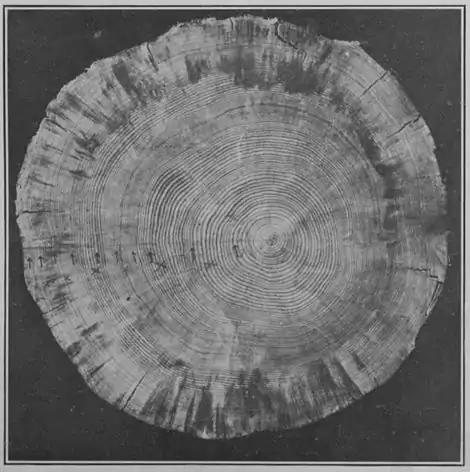Climatic Cycles and Tree-Growth Plate 4B.jpg