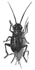Collodi - The Story of a Puppet, translation Murray, 1892 028.png