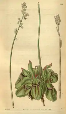 Curtis's Botanical Magazine, Plate 3118 (Volume 58, 1831).png