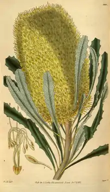 Curtis's Botanical Magazine, Plate 3120 (Volume 58, 1831).png
