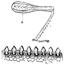DarwinAbst14.png