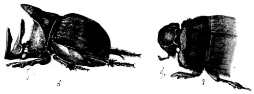 DarwinAbst17.png