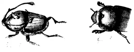 DarwinAbst20.png