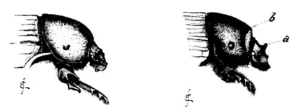 DarwinAbst22.png