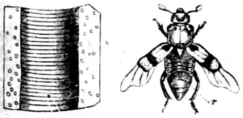 DarwinAbst25.png