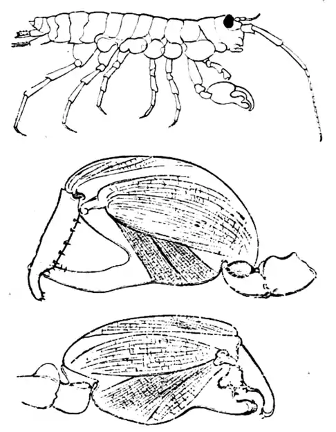 DarwinAbst8.png
