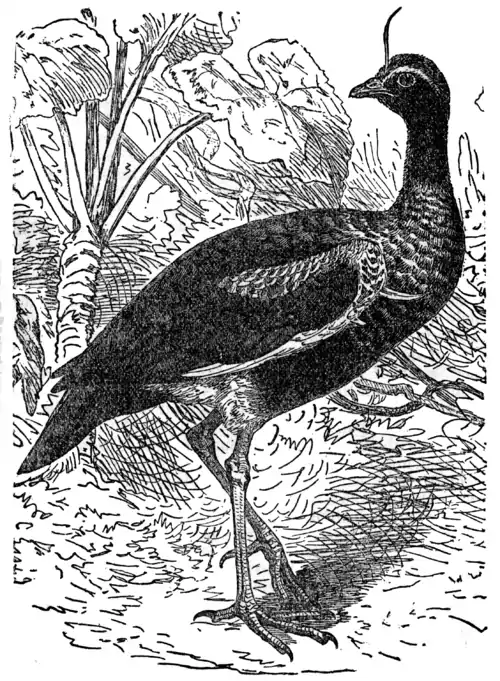 Descent of Man - Burt 1874 - Fig 38.png