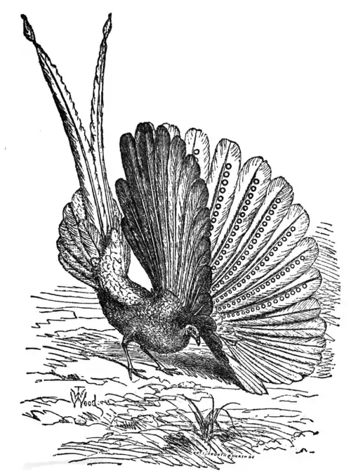 Descent of Man - Burt 1874 - Fig 52.png