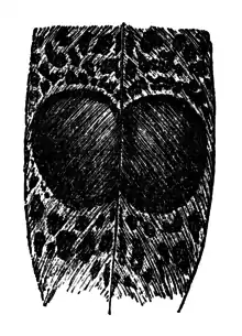 Descent of Man - Burt 1874 - Fig 55b.png