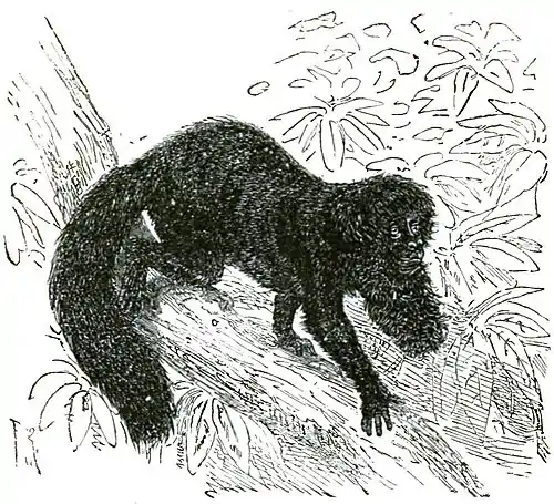 Descent of Man Appleton 1875 Fig 068.jpg