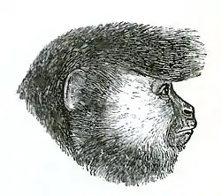Descent of Man Appleton 1875 Fig 076.jpg