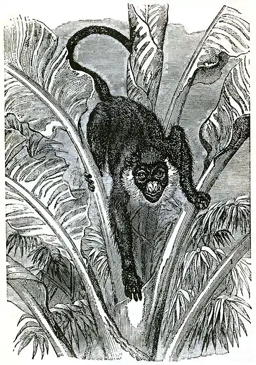 Descent of Man Appleton 1875 Fig 077.jpg