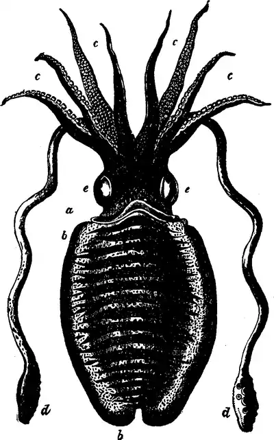 Drawing of Sepia officinalis.png
