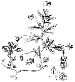 EB11 Wild Pansy.png