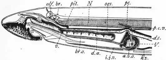 EB1911 - Cyclostomata - Fig. 2.—Median longitudinal section through anterior end of Petromyzon.jpg