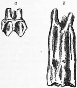 EB1911 - Equidae - Fig. 1.—a, Side view of second upper molar tooth of Anchitherium; b, Horse.jpg