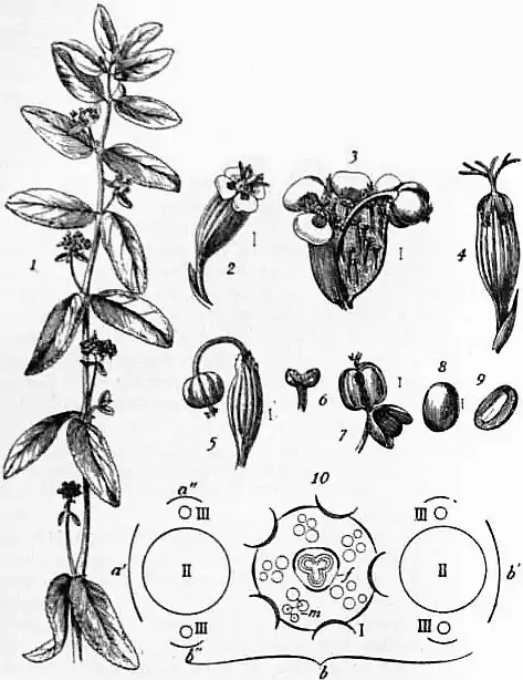 EB1911 - Euphorbiaceae - Fig. 1.jpg