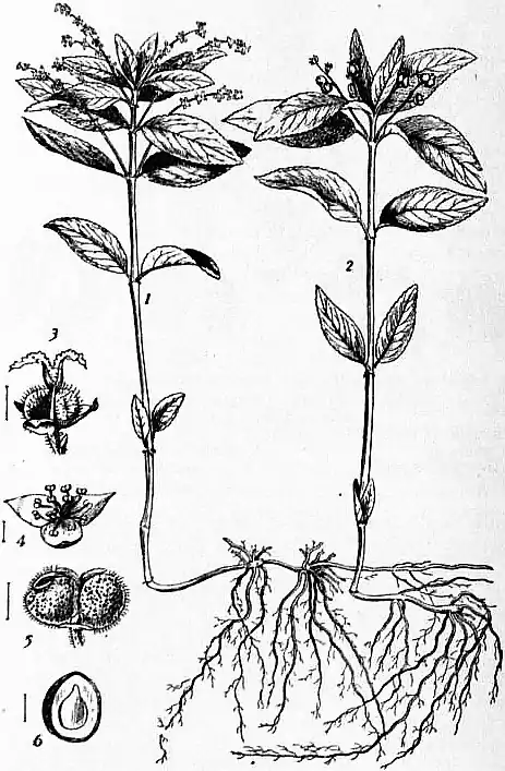 EB1911 - Euphorbiaceae - Fig. 2, Dog's Mecury.jpg