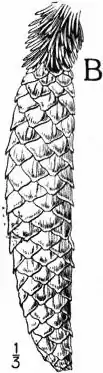 EB1911 - Fir - Plate 1-seedB.jpg