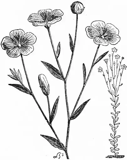 EB1911 - Flax.jpg