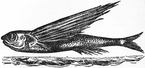 EB1911 - Flight - Fig. 7.jpg
