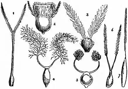 EB1911 - Grasses Fig. 14.jpg