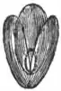 EB1911 - Grasses Fig. 16.jpg