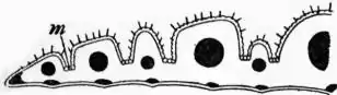 EB1911 - Grasses Fig. 2.jpg