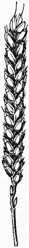 EB1911 - Grasses Fig. 21.jpg