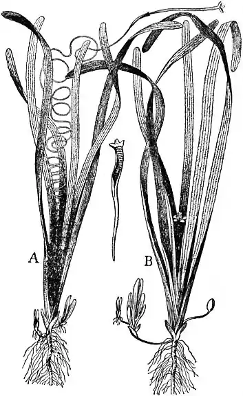 EB1911 - Hydrocharideae - Fig. 2.—Vallisneria spiralis—Eel grass—about 1⁄4 natural size. A, Female plant; B, Male plant.jpg