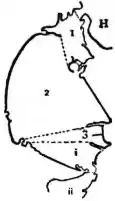 EB1911 - Hymenoptera Fig. 3.—Median section, female Red Ant.jpg