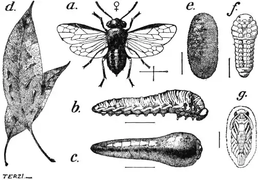 EB1911 - Hymenoptera Fig. 6.—Pear Saw-fly (Eriocampoides limacina).jpg