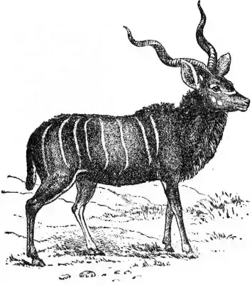EB1911 - Kudu - Male Kudu.jpg