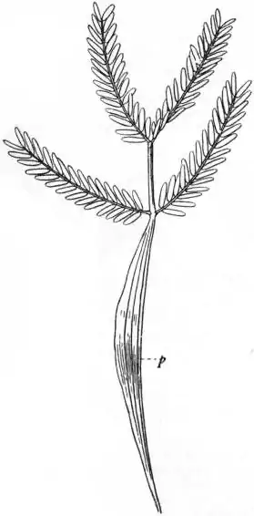 EB1911 - Leguminosae - Fig. 1.—Leaf of an Acacia (A. heterophylla).jpg